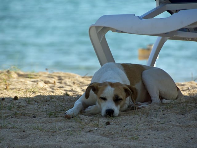 Heat stroke can easily be induced by direct sunlight, so if you are in outside areas, make sure your dog can sit in the shade. Most dogs will naturally orientate to shadier spots, but it’s good to keep an eye on your dog to make sure they have not gone astray into the sun. Signs of heat stroke to look out for are excessive panting, drooling, reddened gums, dullness or loss of consciousness.