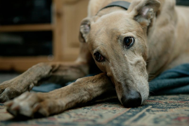While a happy Greyhound will be sociable with both humans and other dogs, they can take a while to settle into a new home and will be timid until they are comfortable in their environment. That's doubly the case if you are rehoming a rescue Greyhound and some loving patience is required to get them out of their shell.