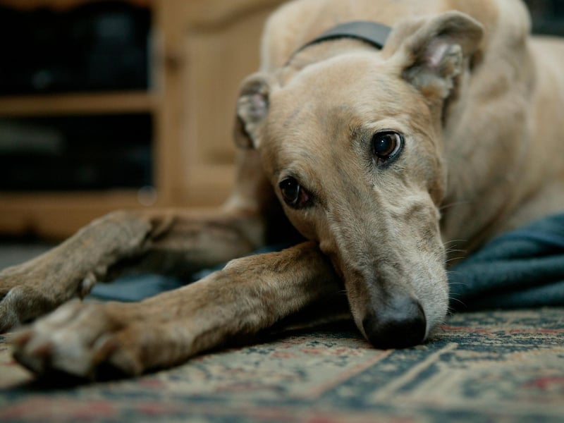 While a happy Greyhound will be sociable with both humans and other dogs, they can take a while to settle into a new home and will be timid until they are comfortable in their environment. That's doubly the case if you are rehoming a rescue Greyhound and some loving patience is required to get them out of their shell.