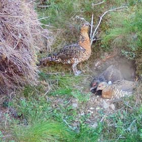 Researchers have hailed the success of a predator management scheme that has doubled the number of endangered capercaillie broods in areas of Scotland where it has been deployed