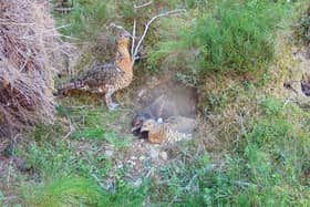 Researchers have hailed the success of a predator management scheme that has doubled the number of endangered capercaillie broods in areas of Scotland where it has been deployed