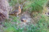 Researchers have hailed the success of a predator management scheme that has doubled the number of endangered capercaillie broods in areas of Scotland where it has been deployed
