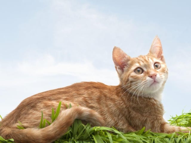 Coco is a popular name that has developed in America.