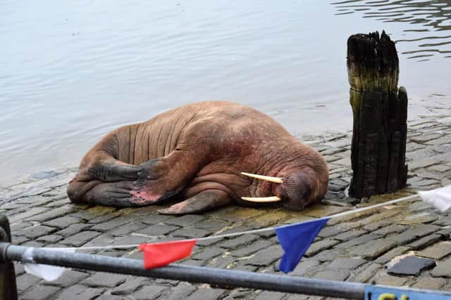 The walrus (photoL Stuart Ford)