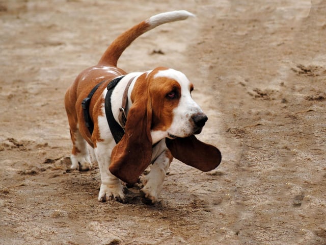 A Basset Hound called Victoria was elected co-mayor of the Canadian district of Concord, Ontario, in 2011. She ran alongside a Great Dane called Nelson on a platform of bettering lives and the anti-squirrel movement.