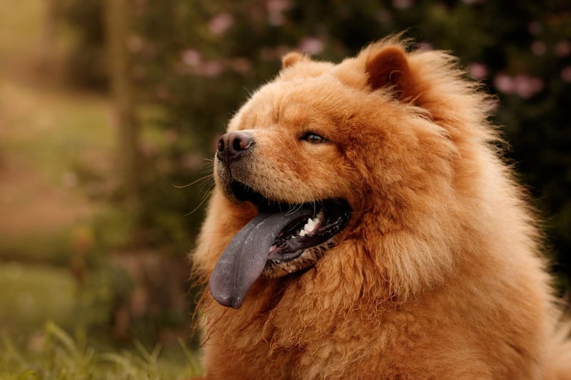They may look like big cuddly teddy bears, but Chow Chows can become annoyed by children yelling and running around - potentially responding with aggression.