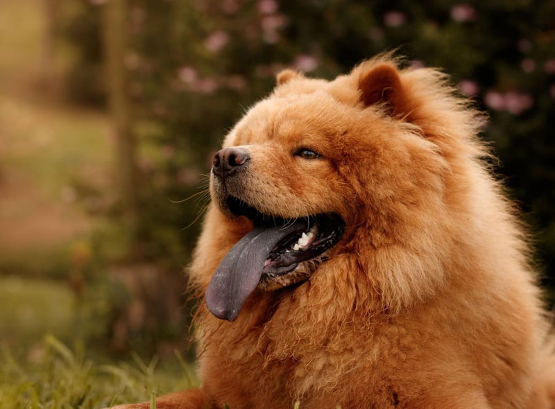 They may look like big cuddly teddy bears, but Chow Chows can become annoyed by children yelling and running around - potentially responding with aggression.