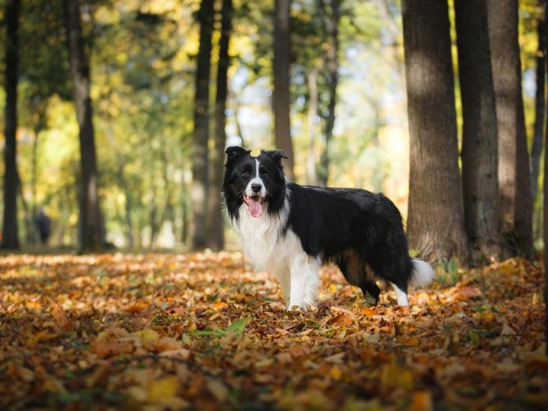 The Border Collie is the world's most intelligent dog and are happiest when they have an outdoor job to do. If they feel they are being useful they will be fulfilled, and that doesn't include hours curled up on the couch.