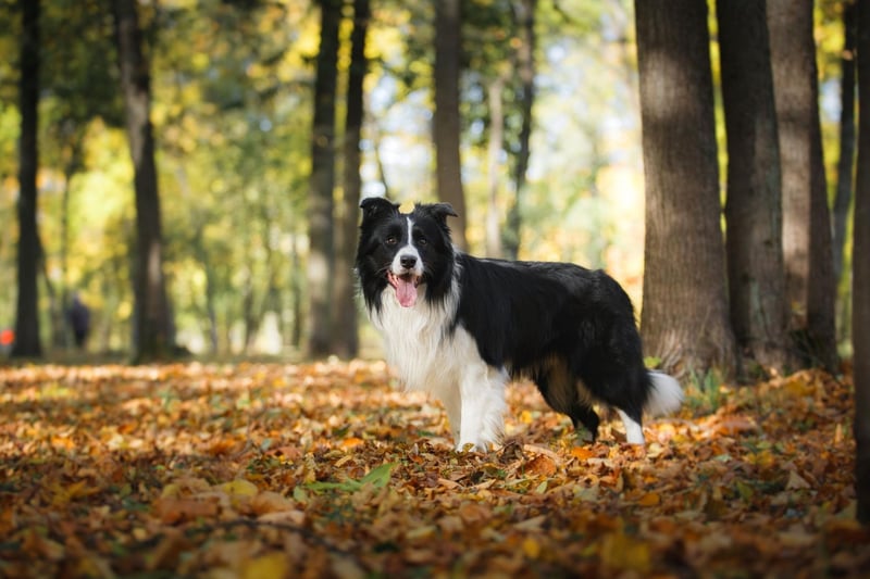 The Border Collie is the world's most intelligent dog and are happiest when they have an outdoor job to do. If they feel they are being useful they will be fulfilled, and that doesn't include hours curled up on the couch.