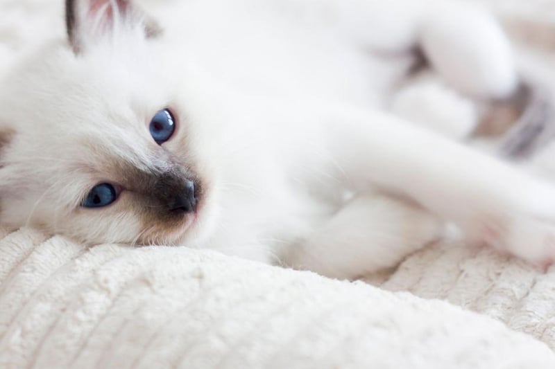 The Birman cat breed has distinctive and beautiful blue eyes. However, they are known to be prone to kidney problems.