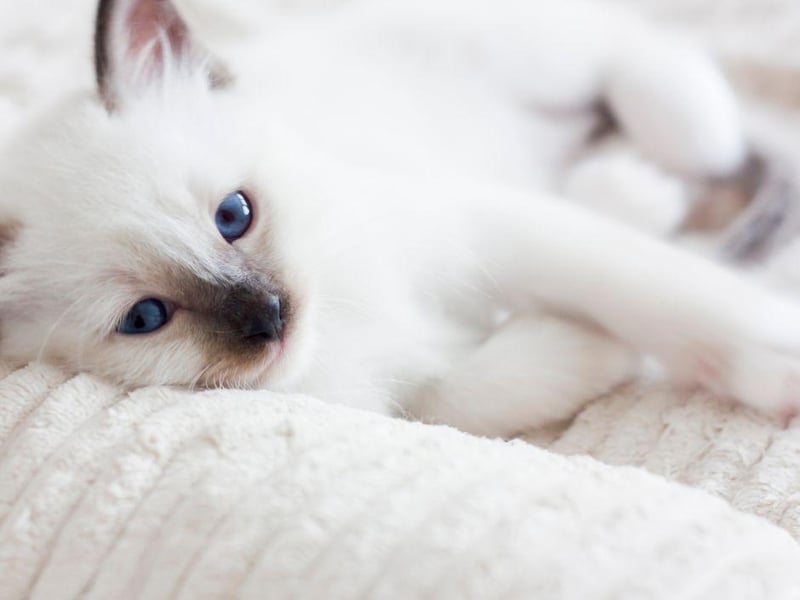 The Birman cat breed has distinctive and beautiful blue eyes. However, they are known to be prone to kidney problems.