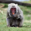 The monkey escaped from its enclosure on Sunday morning. Picture: Highland Wildlife Park