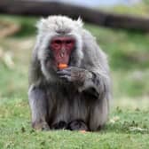 The monkey escaped from its enclosure on Sunday morning. Picture: Highland Wildlife Park