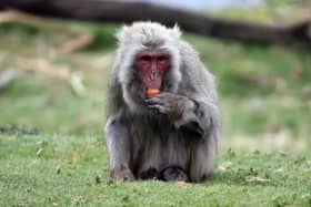 The monkey escaped from its enclosure on Sunday morning. Picture: Highland Wildlife Park