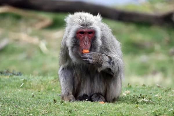 The monkey escaped from its enclosure on Sunday morning. Picture: Highland Wildlife Park