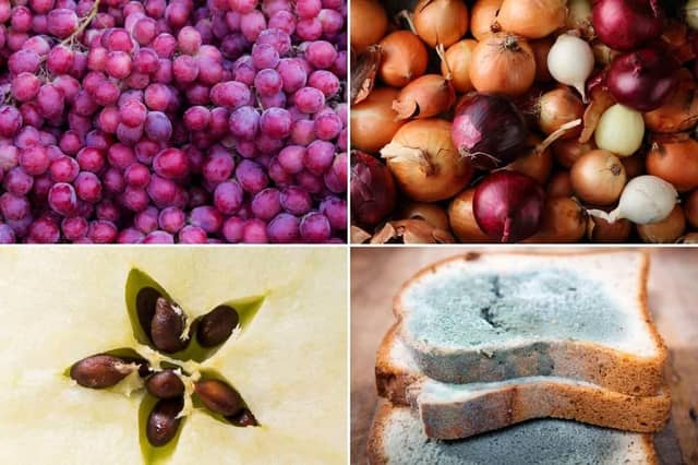Four of the food items you should keep away from pet dogs.