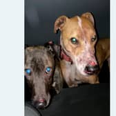 Ryan Martin was found guilty of causing unnecessary suffering to dogs under his care and keeping or training dogs for the purposes of animal fights. (Pic: Scottish SPCA)