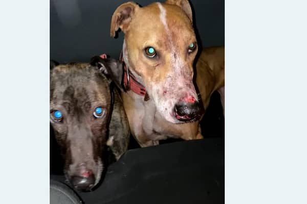 Ryan Martin was found guilty of causing unnecessary suffering to dogs under his care and keeping or training dogs for the purposes of animal fights. (Pic: Scottish SPCA)