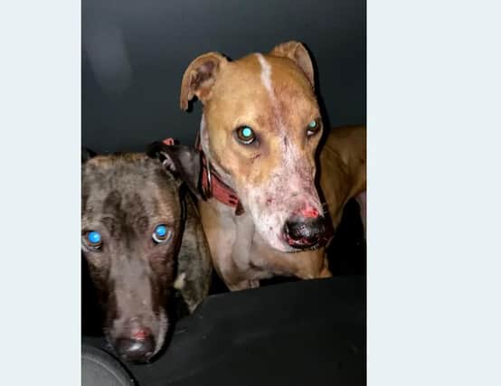 Ryan Martin was found guilty of causing unnecessary suffering to dogs under his care and keeping or training dogs for the purposes of animal fights. (Pic: Scottish SPCA)