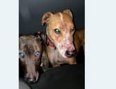 Ryan Martin was found guilty of causing unnecessary suffering to dogs under his care and keeping or training dogs for the purposes of animal fights. (Pic: Scottish SPCA)