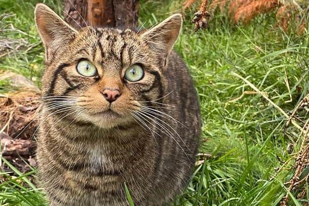 Members of the public are being asked to sponsor their own Scottish wildcat to help rescue the species from extinction - as part of the Saving Wildcats initiative, a European partnership project led by the Royal Zoological Society of Scotland (RZSS) that includes a captive breeding scheme that will raise animals for release into the wild