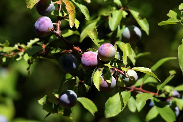 Sloes are the fruit of the blackthorn, a common tree across Scotland, and look like small plums. Pretty much inedible to all but a few hardy bird species, they do have one great use - to make delicious sloe gin to warm you up on cold winter nights. October is peak sloe season, when they are perfectly ripe.