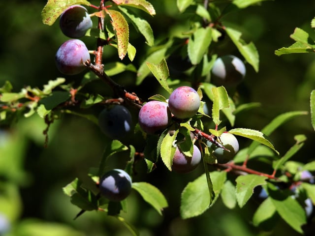 Sloes are the fruit of the blackthorn, a common tree across Scotland, and look like small plums. Pretty much inedible to all but a few hardy bird species, they do have one great use - to make delicious sloe gin to warm you up on cold winter nights. October is peak sloe season, when they are perfectly ripe.
