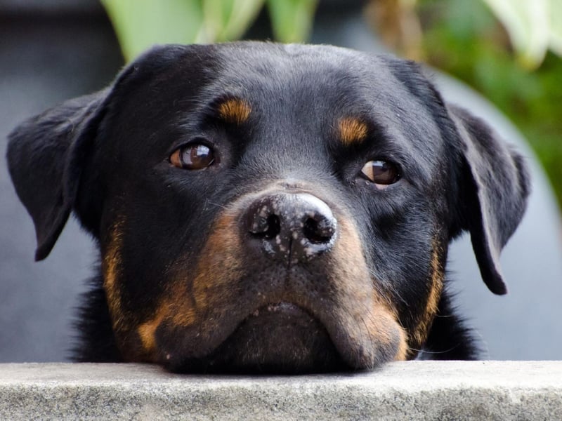 Rottweilers have a list of conditions they are predisposed to in later life - including hip dysplasia, gastric torsion and bone cancer - and tend to live for 9-11 years.