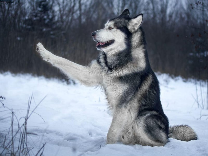 They may look very similar to the Husky, but the Alaskan Malamute is a distinct breed - older, larger and stronger than their Siberian cousins. They may have been bred to pull sleds, but with the proper training they can also make for a loyal and loving family pet.