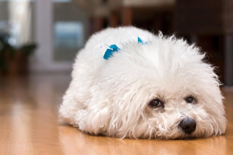 Bred to be companion dogs, the Bichon Frise tends to build a quick and strong bond with one particular person. Happiest on their owner's lap, extended separation can cause stress and sadness.