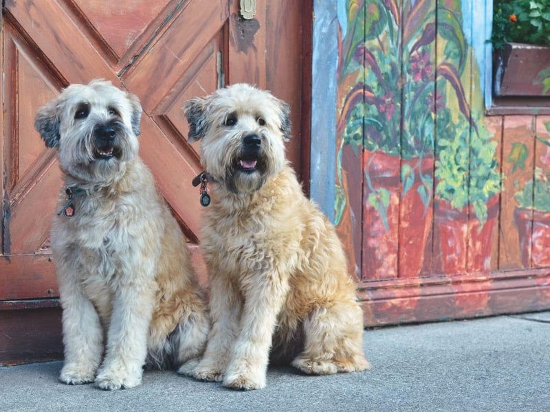 Adaptable to city, country or suburban life, the Soft Coated Wheaten is medium-sized breed of dog that is more easygoing that many of their terrier cousins. They need a decent amount of daily exercise and make a great first-time dog for a family.