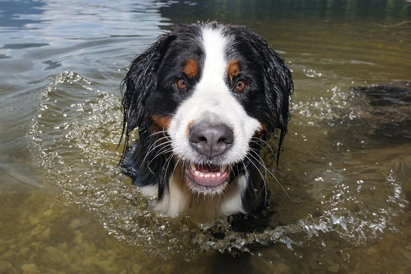 The Saint Bernard's thick double coat is perfect for keeping warm in its native snowy Alpine environment, but does tend to lock in smells as well as heat. They are also prolific droolers, and the collecting slobber can also be a bit whiffy.