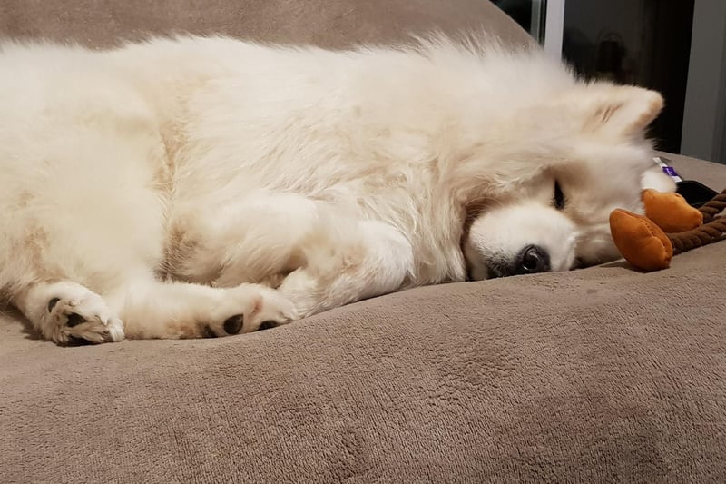 In the 19th century Samoyeds were regularly used by explorers seeking to reach the North and South Poles - including Norwegian Fridtjof Nansen and Britain's Robert Scott.