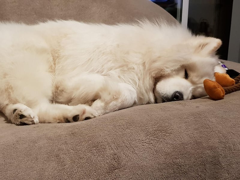 In the 19th century Samoyeds were regularly used by explorers seeking to reach the North and South Poles - including Norwegian Fridtjof Nansen and Britain's Robert Scott.
