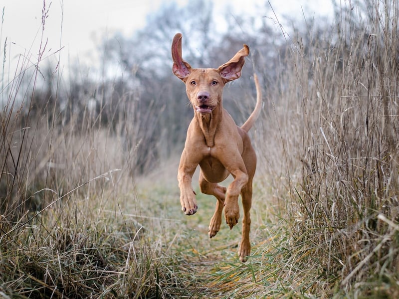 Known as a 'velcro' dog, the Vizsla clings to its owner like glue so can't be left alone for long. It also needs so many walks that you'll never be done popping up and down to the local park. If a Vizla isn't kept happy it will be noisy and chew your possessions - and you'll only have yourself to blame.