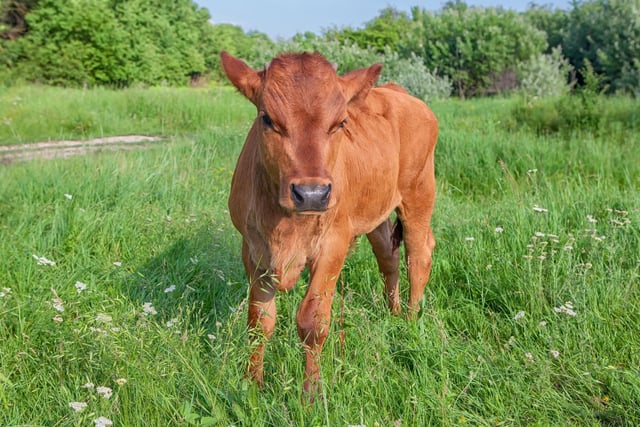 Cha robh laogh ruadh riamh luath, is cha robh laogh luath riamh reamhar.
(A red calf was never fast, and a fast calf was never fat.)