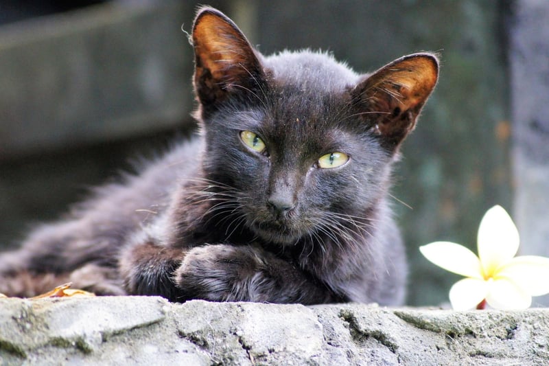 Talkative, energetic and loving, the Balinese cat is another cat that lives longer than most on average, living between 12 to 20 years in some cases.