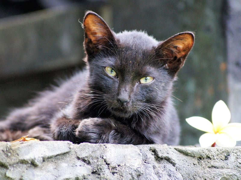 Talkative, energetic and loving, the Balinese cat is another cat that lives longer than most on average, living between 12 to 20 years in some cases.