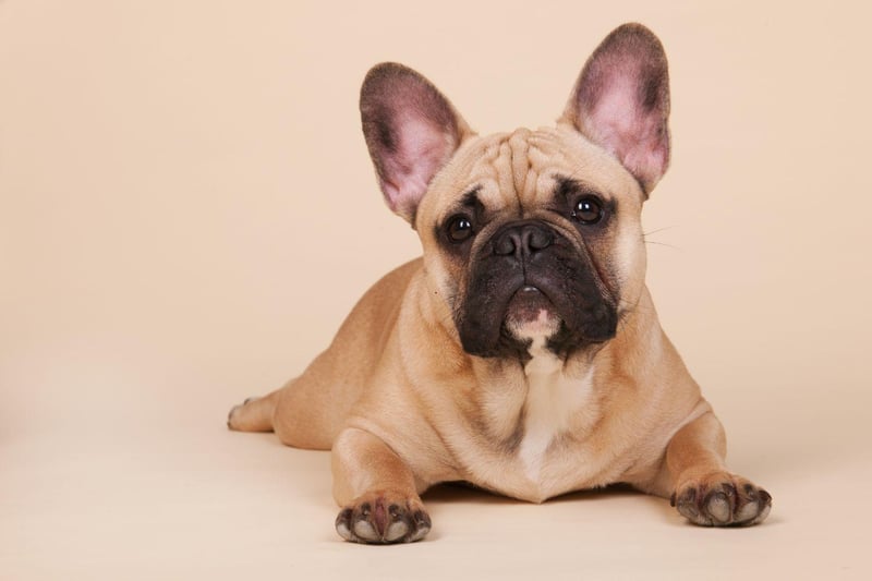 The French Bulldog is the perfect breed for city dwellers living alone. They have great personalities, are quite happy to entertain themselves for a few hours and are perfectly happy living in a flat.