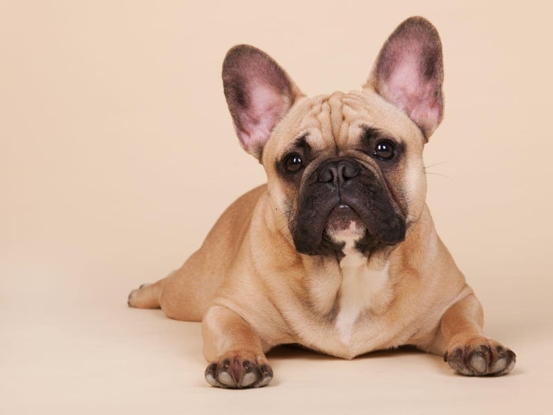 The French Bulldog is the perfect breed for city dwellers living alone. They have great personalities, are quite happy to entertain themselves for a few hours and are perfectly happy living in a flat.