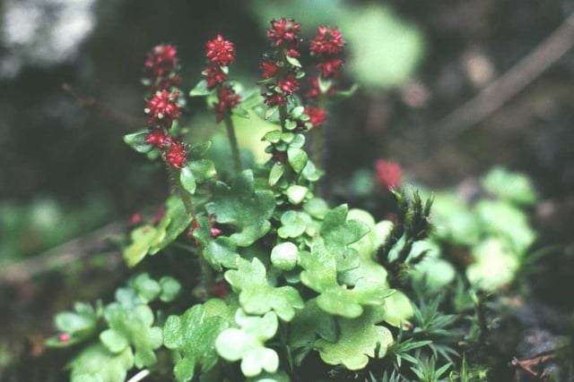 Drooping saxifrage, found on Ben Lawers, is one of the mountain plants struggling to survive warming temperatures brought in by climate change and at risk of vanishing completely as it retreats upwards in searrch of cooler climes. It is the first vascular plant – a grouping that includes flowering plants and ferns – to become endangered due to climate change