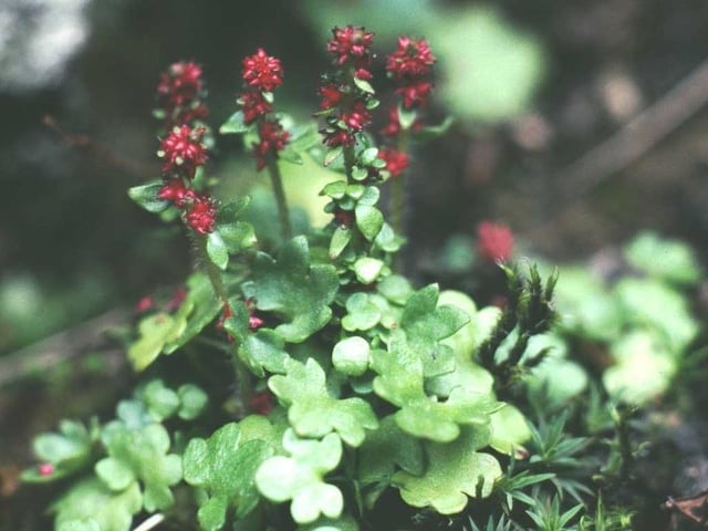 Drooping saxifrage, found on Ben Lawers, is one of the mountain plants struggling to survive warming temperatures brought in by climate change and at risk of vanishing completely as it retreats upwards in searrch of cooler climes. It is the first vascular plant – a grouping that includes flowering plants and ferns – to become endangered due to climate change