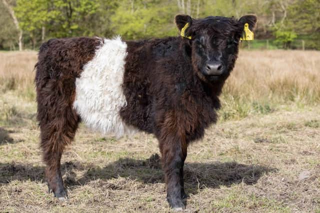 Threave Nature Reserve is currently home to 14 Belted Galloway cows, with the herd expected to grow in the years to come (pic: Mike Bolam/National Trust Scotland)