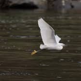A little egret at Melrose on the River Tweed. Picture: Bruce Low