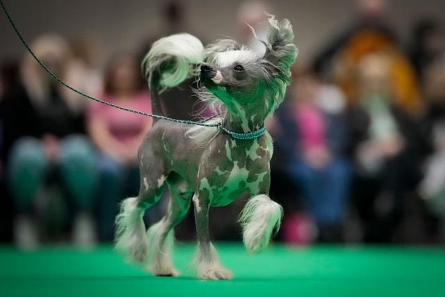 A Chinese Crested parades with its owner in the judging ring on day four of Crufts and ahead of the 'Best in Show' final.