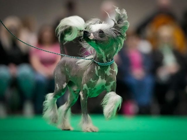 A Chinese Crested parades with its owner in the judging ring on day four of Crufts and ahead of the 'Best in Show' final.