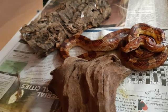 Conrad, one of the corn snakes looking for a new home.