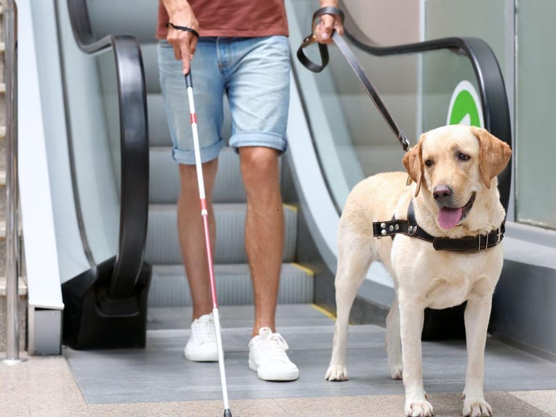 The UK's favourite dog is more than just a pretty face. Originally used by hunters to retrieve game, Labradors still carry out this task as gun dogs, but are also popular as service dogs, guide dogs and hearing dogs.