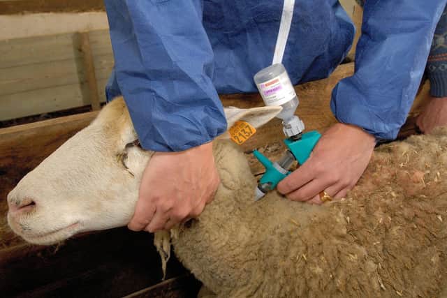 Sheep farmers are being advised to vaccinate their flocks against bluetongue.