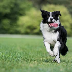 The team used sausages and bacon to find the lost dog (Photo: Shutterstock)
